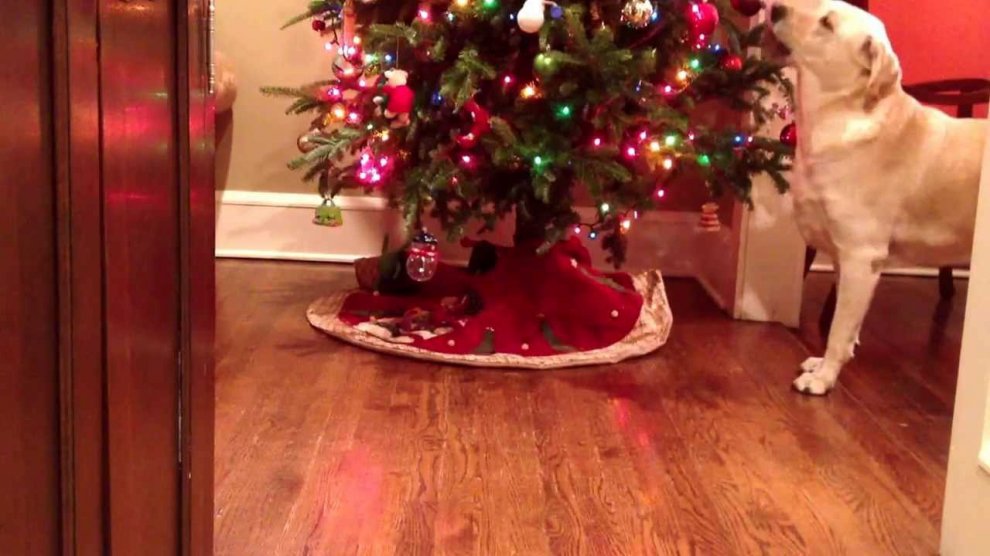 Un Natale da cani: disastri sotto l'albero