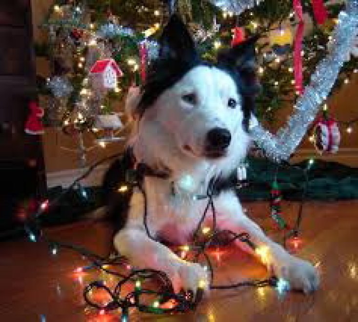 Un Natale da cani: disastri sotto l'albero