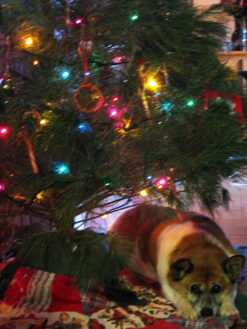 Un Natale da cani: disastri sotto l'albero