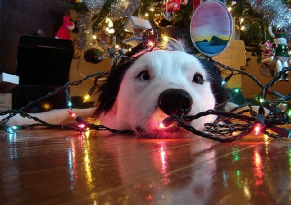 Un Natale da cani: disastri sotto l'albero