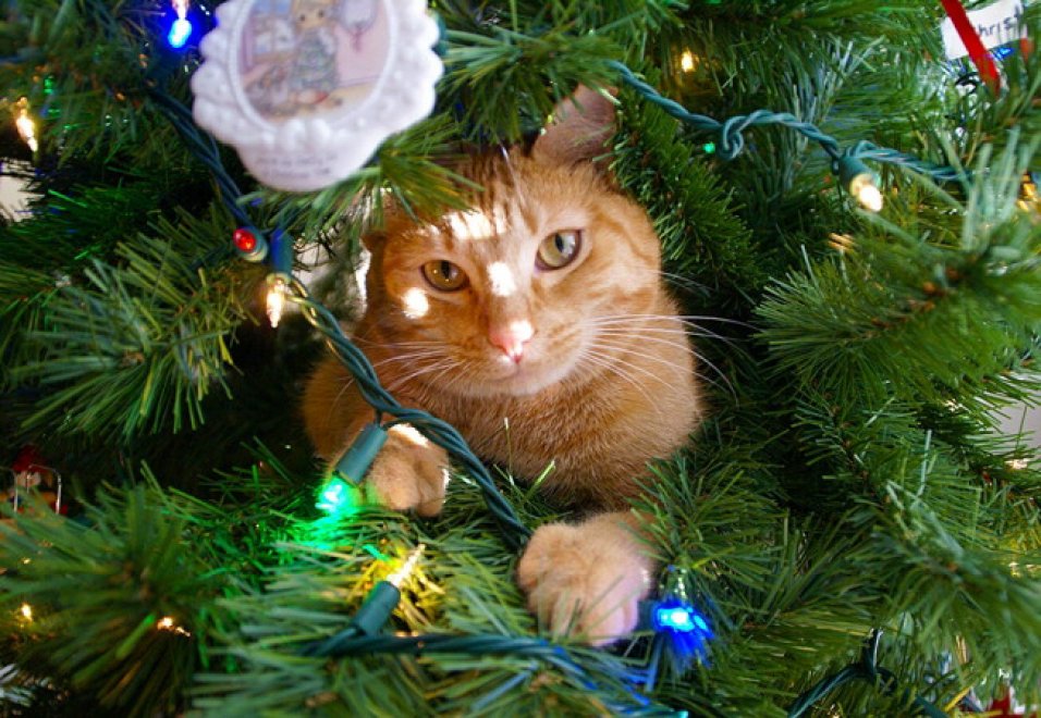 Un Natale da cani: disastri sotto l'albero