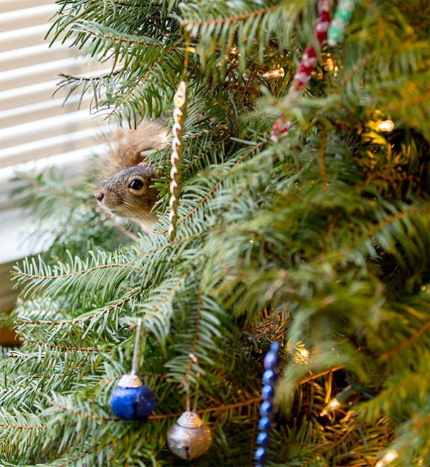 Lo scoiattolo vive nell'albero di Natale: "Stava morendo, l'abbiamo adottato"