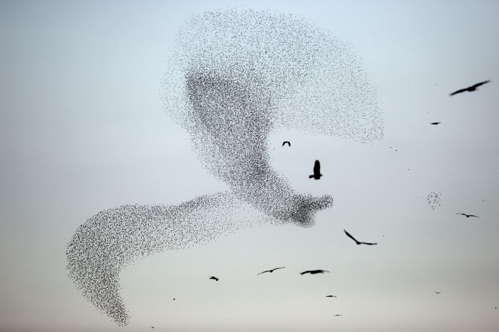 C'è una balena in cielo: le forme le disegnano gli uccelli 