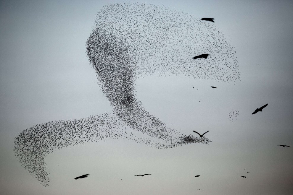 C'è una balena in cielo: le forme le disegnano gli uccelli 