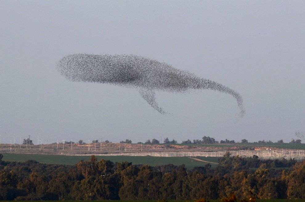 C'è una balena in cielo: le forme le disegnano gli uccelli 