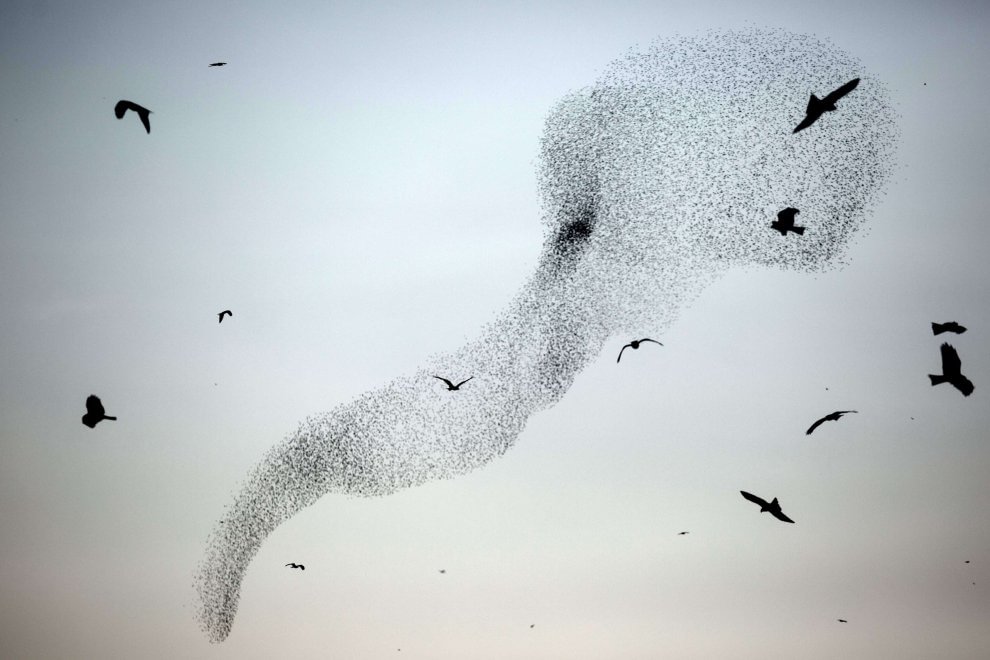 C'è una balena in cielo: le forme le disegnano gli uccelli 
