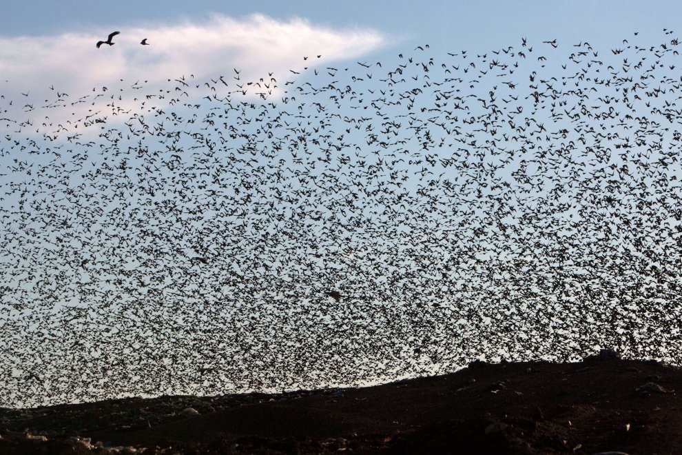 C'è una balena in cielo: le forme le disegnano gli uccelli 