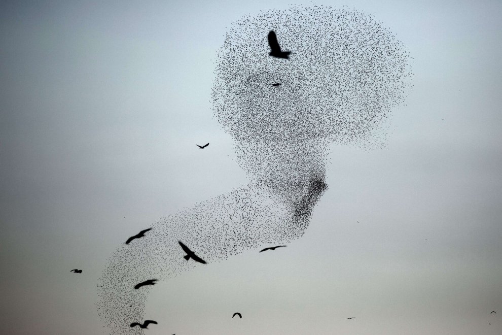 C'è una balena in cielo: le forme le disegnano gli uccelli 