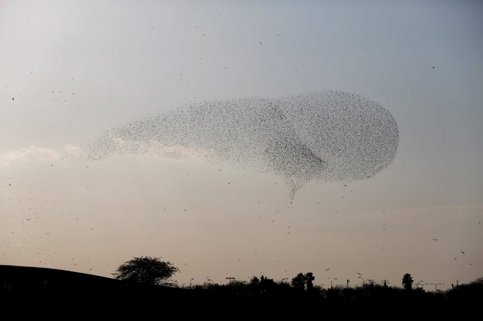 C'è una balena in cielo: le forme le disegnano gli uccelli 