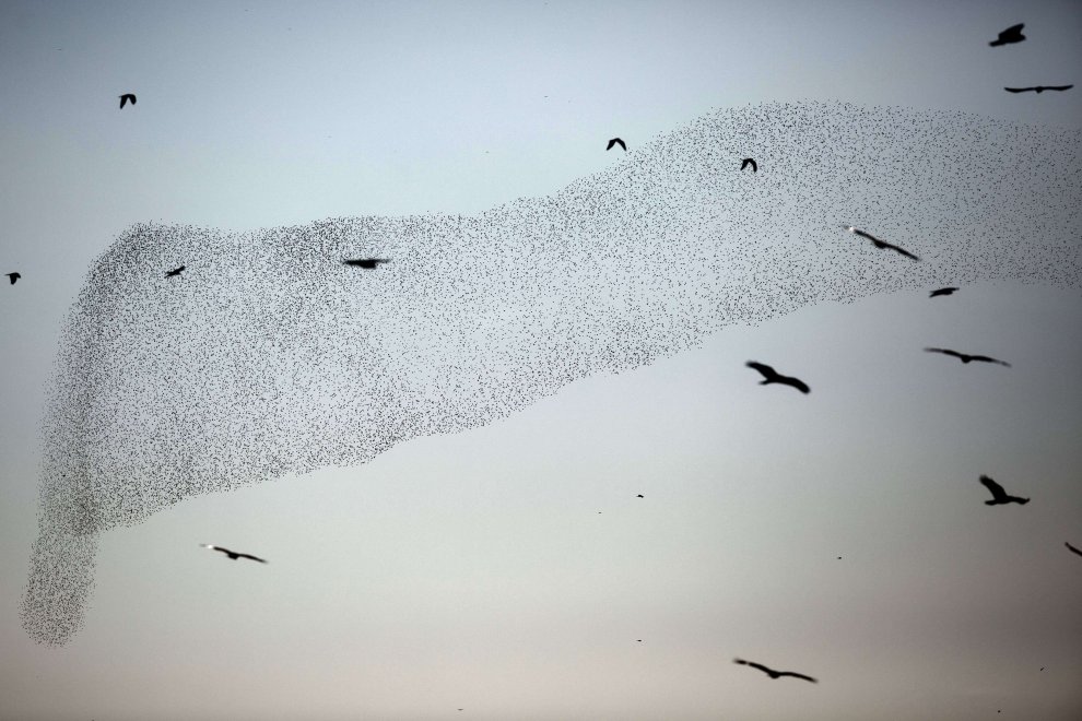C'è una balena in cielo: le forme le disegnano gli uccelli 