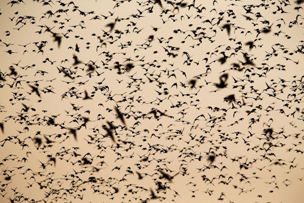 C'è una balena in cielo: le forme le disegnano gli uccelli 