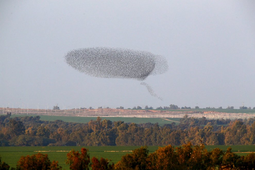 C'è una balena in cielo: le forme le disegnano gli uccelli 