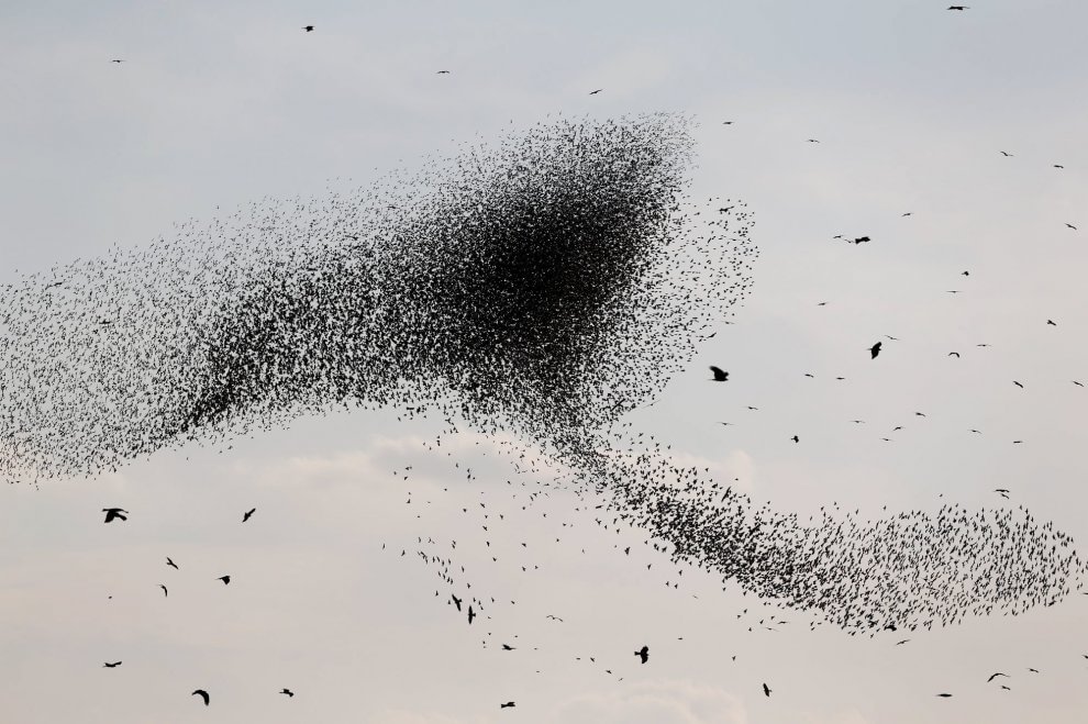 C'è una balena in cielo: le forme le disegnano gli uccelli 