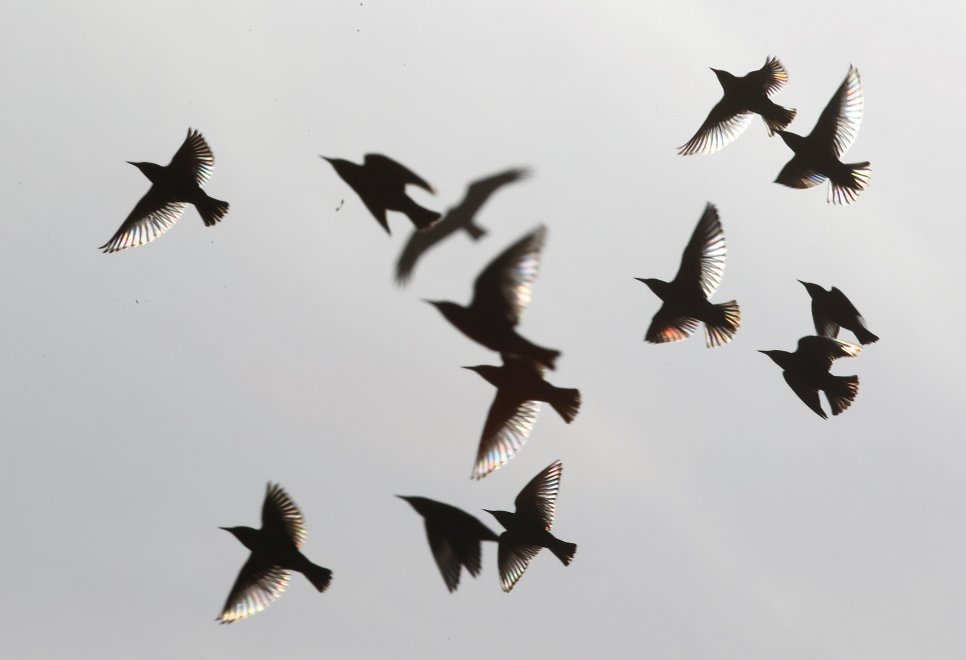 C'è una balena in cielo: le forme le disegnano gli uccelli 