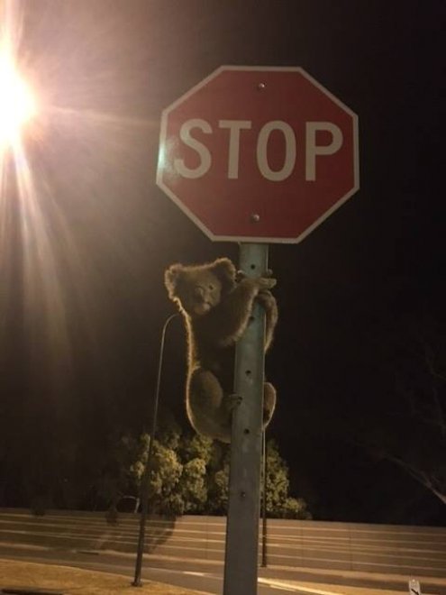 Vigile d'eccezione in Australia: il koala si arrampica sul cartello stradale 