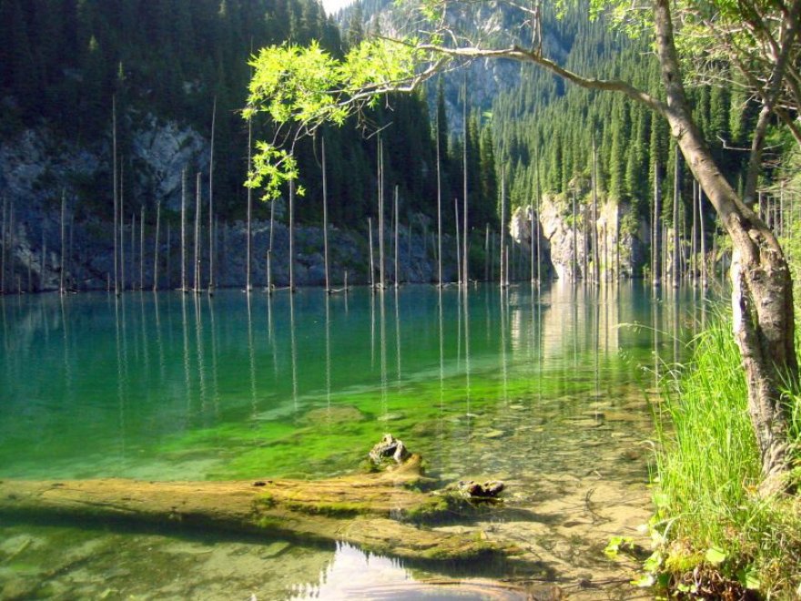 Le radici del lago: lo spettacolo delle foreste sommerse