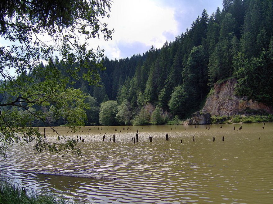 Le radici del lago: lo spettacolo delle foreste sommerse
