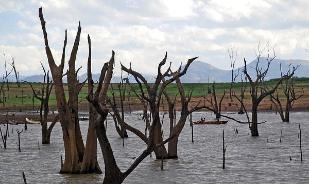 Le radici del lago: lo spettacolo delle foreste sommerse