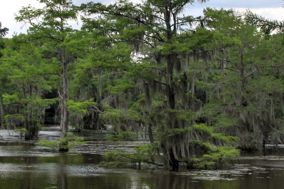 Le radici del lago: lo spettacolo delle foreste sommerse