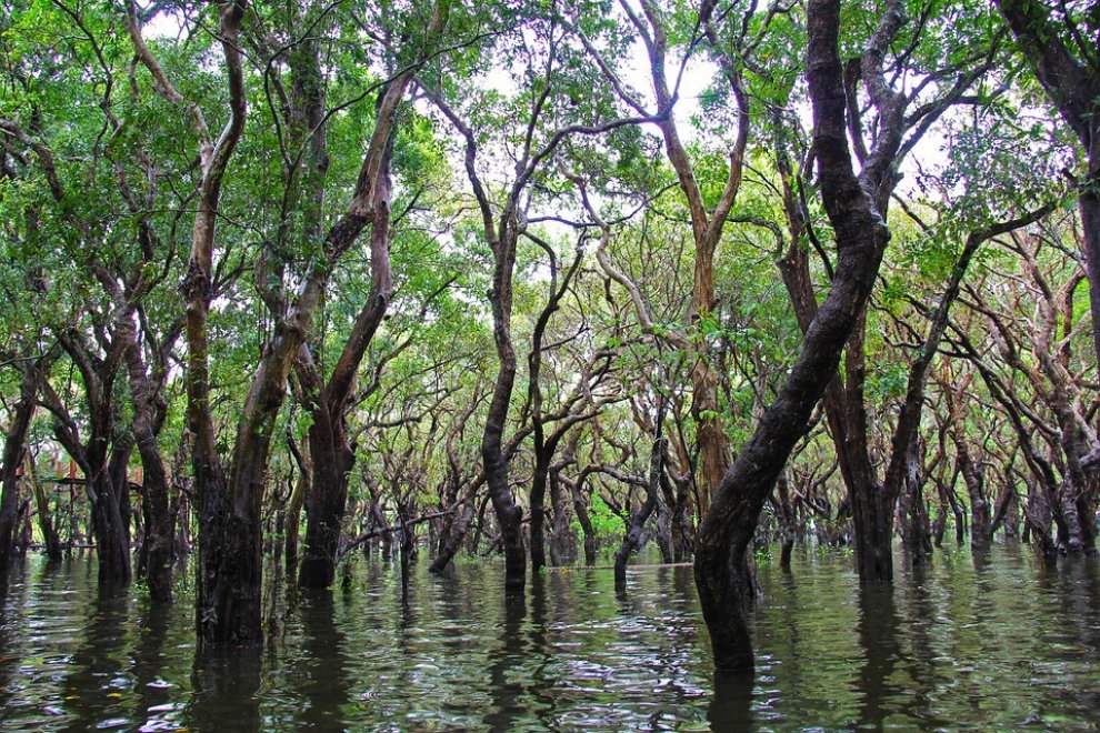 Le radici del lago: lo spettacolo delle foreste sommerse
