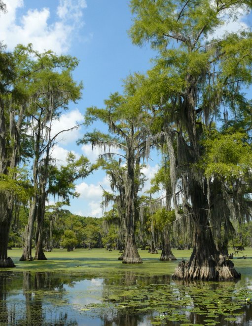 Le radici del lago: lo spettacolo delle foreste sommerse