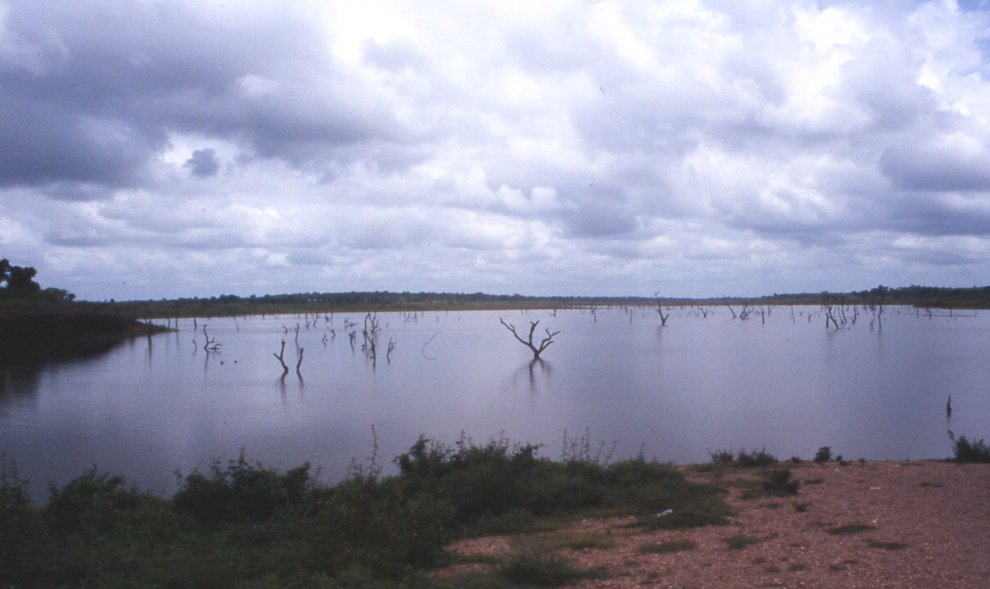 Le radici del lago: lo spettacolo delle foreste sommerse