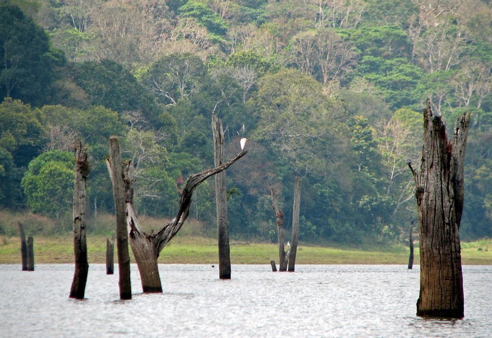 Le radici del lago: lo spettacolo delle foreste sommerse