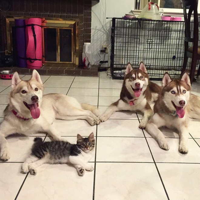Rosie e gli husky: storia di un'amicizia tra cani e gatti