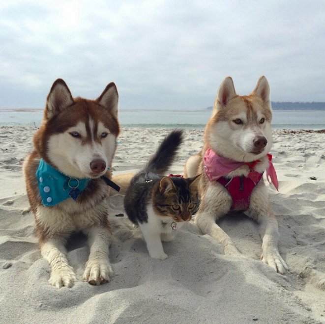 Rosie e gli husky: storia di un'amicizia tra cani e gatti