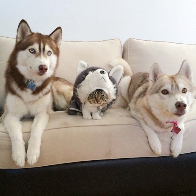 Rosie e gli husky: storia di un'amicizia tra cani e gatti