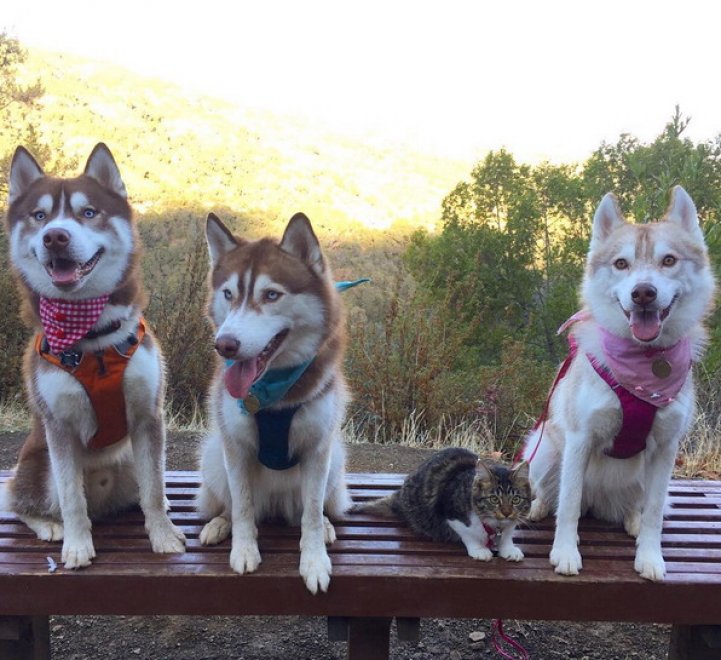 Rosie e gli husky: storia di un'amicizia tra cani e gatti