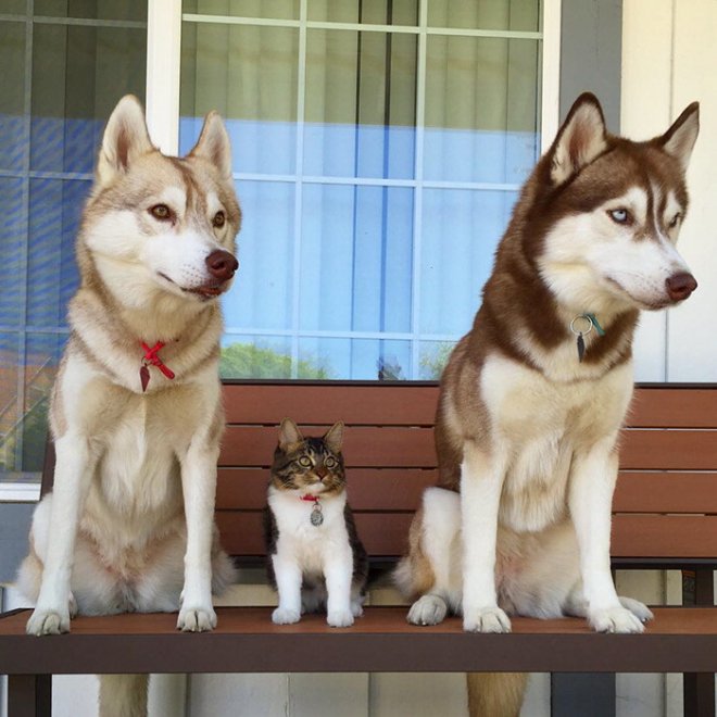 Rosie e gli husky: storia di un'amicizia tra cani e gatti