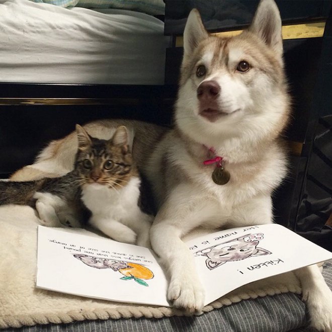 Rosie e gli husky: storia di un'amicizia tra cani e gatti