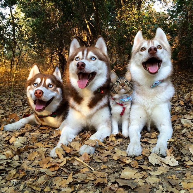 Rosie e gli husky: storia di un'amicizia tra cani e gatti