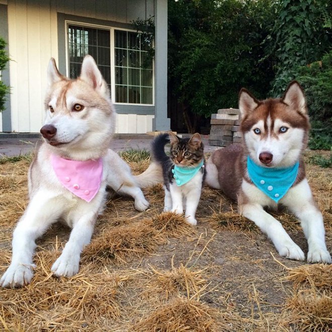 Rosie e gli husky: storia di un'amicizia tra cani e gatti