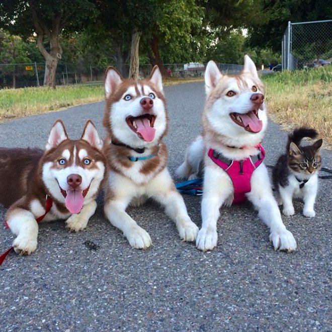 Rosie e gli husky: storia di un'amicizia tra cani e gatti