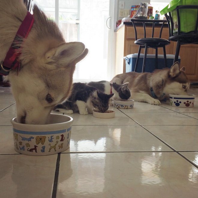 Rosie e gli husky: storia di un'amicizia tra cani e gatti