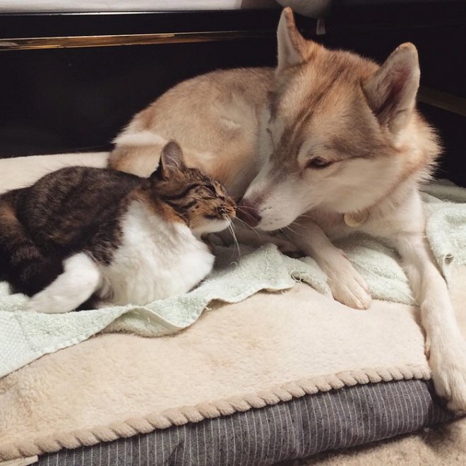 Rosie e gli husky: storia di un'amicizia tra cani e gatti
