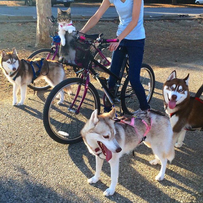 Rosie e gli husky: storia di un'amicizia tra cani e gatti