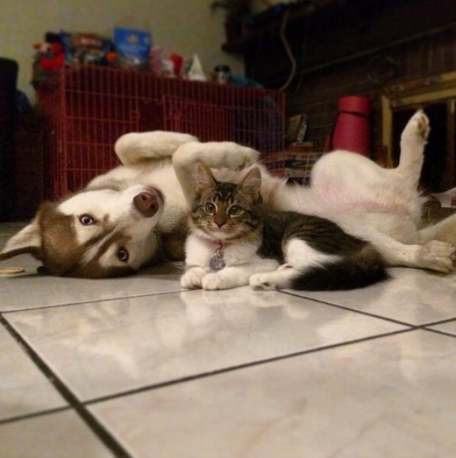 Rosie e gli husky: storia di un'amicizia tra cani e gatti