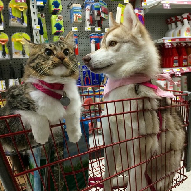 Rosie e gli husky: storia di un'amicizia tra cani e gatti