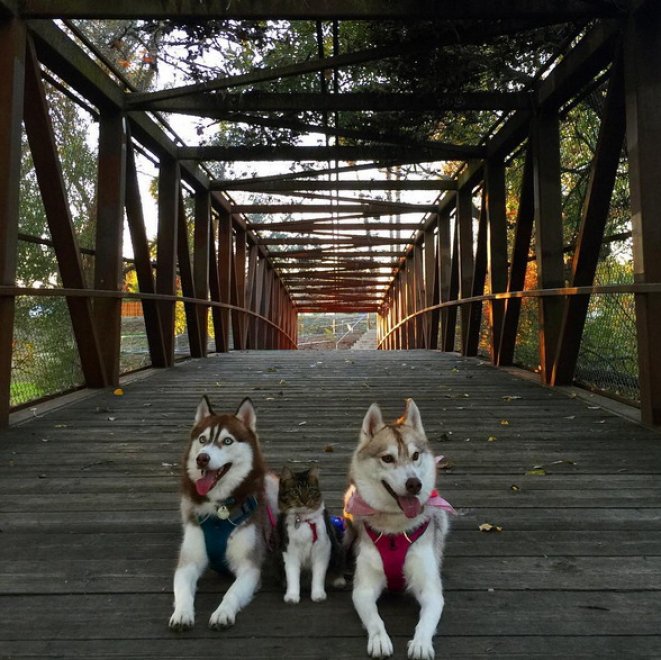 Rosie e gli husky: storia di un'amicizia tra cani e gatti