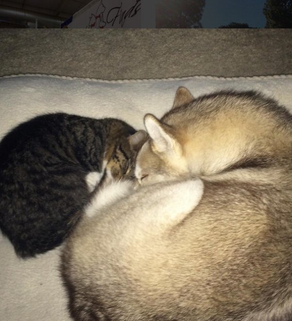 Rosie e gli husky: storia di un'amicizia tra cani e gatti