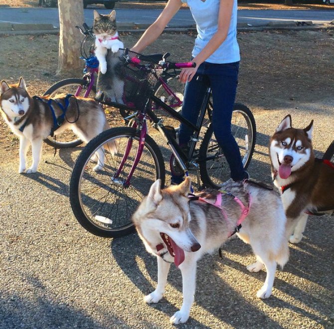 Rosie e gli husky: storia di un'amicizia tra cani e gatti