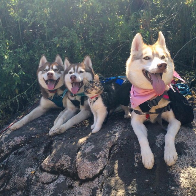 Rosie e gli husky: storia di un'amicizia tra cani e gatti