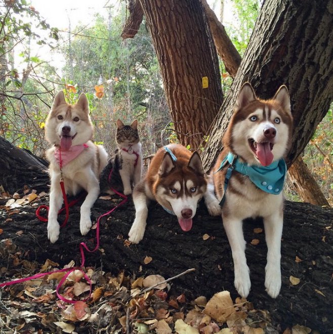 Rosie e gli husky: storia di un'amicizia tra cani e gatti
