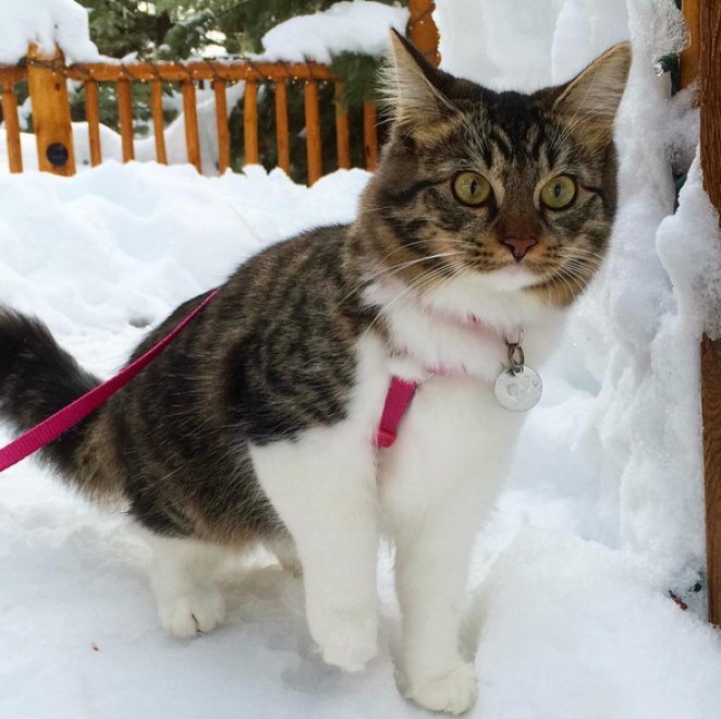 Rosie e gli husky: storia di un'amicizia tra cani e gatti