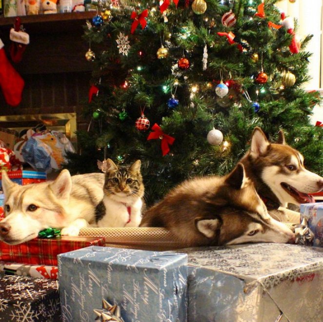 Rosie e gli husky: storia di un'amicizia tra cani e gatti