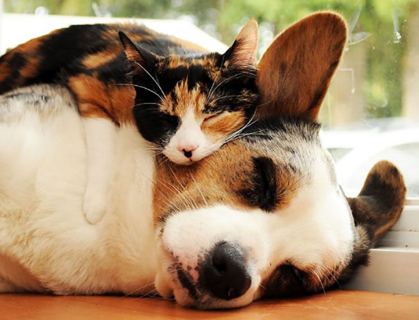 Mi pare di aver visto un cuscino. Oops, è un rottweiler: i pisolini dei gatti