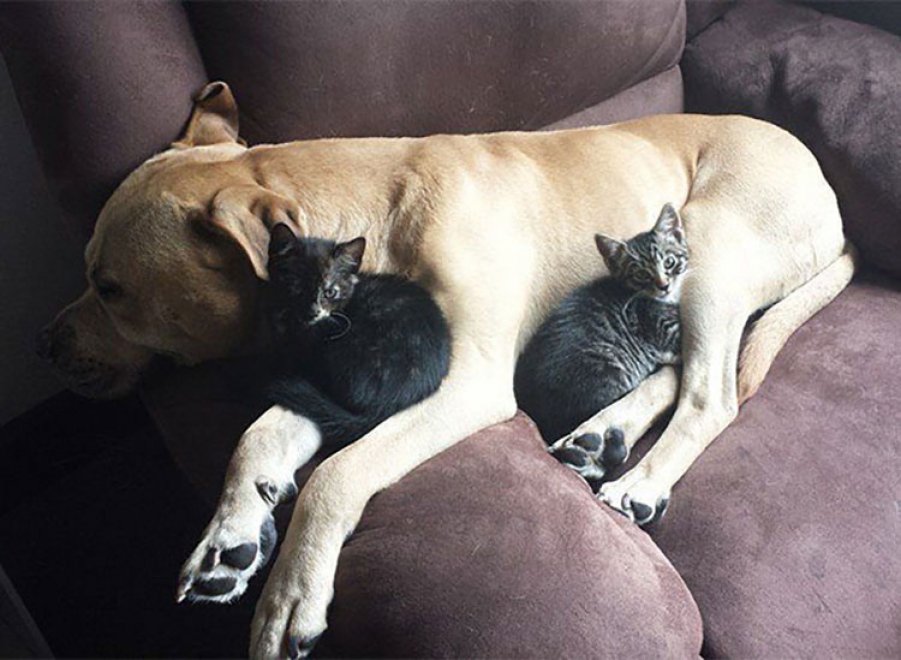 Mi pare di aver visto un cuscino. Oops, è un rottweiler: i pisolini dei gatti